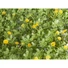 Kép 5/6 - EUROPALMS Grass mat, artificial, green-yellow, 25x25cm