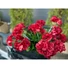 Kép 5/8 - EUROPALMS Geranium, artificial, red, 42cm