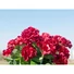 Kép 6/8 - EUROPALMS Geranium, artificial, red, 42cm