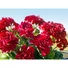 Kép 7/8 - EUROPALMS Geranium, artificial, red, 42cm