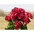 Kép 8/8 - EUROPALMS Geranium, artificial, red, 42cm