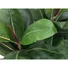 Kép 2/8 - EUROPALMS Rubber Tree, artificial plant, 120cm