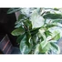 Kép 3/8 - EUROPALMS Rubber Tree, artificial plant, 120cm
