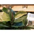Kép 4/8 - EUROPALMS Rubber Tree, artificial plant, 120cm
