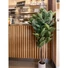 Kép 8/8 - EUROPALMS Rubber Tree, artificial plant, 120cm