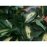 Kép 3/8 - EUROPALMS Schefflera, artificial,120cm
