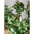 Kép 6/8 - EUROPALMS Schefflera, artificial,120cm