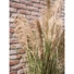 Kép 8/8 - EUROPALMS Chinese silvergrass, artificial, 140cm