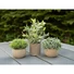 Kép 5/8 - EUROPALMS Table plants in pots, artificial plant, Set of 3