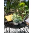 Kép 6/8 - EUROPALMS Table plants in pots, artificial plant, Set of 3