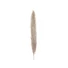 Kép 2/8 - JOLIPA Pampas Grass Branch, dried, natural, 137cm