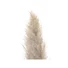 Kép 3/8 - JOLIPA Pampas Grass Branch, dried, natural, 137cm