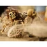 Kép 5/7 - EUROPALMS Halloween Spider Web White 50g