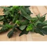 Kép 3/5 - EUROPALMS Hop Garland, artificial, 170cm