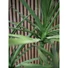 Kép 4/4 - EUROPALMS Dracaena, artificial plant, green, 170cm