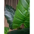 Kép 5/5 - EUROPALMS Taro Alocasia, artificial plant, 140cm