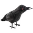 Kép 1/2 - EUROPALMS Halloween Raven, 18cm