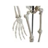 Kép 2/3 - EUROPALMS Halloween Skeleton, 150 cm