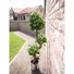 Kép 5/8 - EUROPALMS Ficus spiral trunk, artificial plant, 160cm