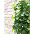 Kép 7/8 - EUROPALMS Ficus spiral trunk, artificial plant, 160cm