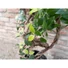 Kép 8/8 - EUROPALMS Ficus spiral trunk, artificial plant, 160cm