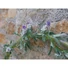 Kép 4/8 - EUROPALMS Flowering Garland, artificial, white, 180cm