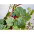 Kép 6/8 - EUROPALMS Grape bush, premium, artificial, 50cm