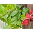 Kép 7/8 - EUROPALMS Grape bush, premium, artificial, 50cm