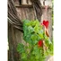 Kép 8/8 - EUROPALMS Grape bush, premium, artificial, 50cm
