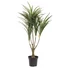 Kép 1/2 - EUROPALMS Dracena, green-red, artificial,  90cm
