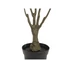Kép 2/2 - EUROPALMS Dracena, green-red, artificial,  90cm