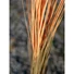 Kép 4/8 - EUROPALMS Reed grass, light brown, artificial,  127cm