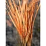Kép 5/8 - EUROPALMS Reed grass, light brown, artificial,  127cm
