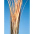 Kép 7/8 - EUROPALMS Reed grass, light brown, artificial,  127cm