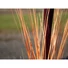 Kép 4/8 - EUROPALMS Reed grass with cattails, light-brown, artificial, 152cm