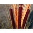 Kép 7/8 - EUROPALMS Reed grass with cattails, light-brown, artificial, 152cm