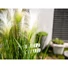 Kép 7/8 - EUROPALMS Feather grass, artificial, white, 60cm