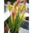 Kép 2/8 - EUROPALMS Feather grass, artificial, rosé, 90cm