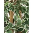 Kép 3/3 - EUROPALMS Variegated Ficus, artificial plant, 180cm
