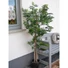 Kép 5/8 - EUROPALMS Ficus longifolia, artificial plant, 165cm