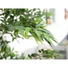 Kép 6/8 - EUROPALMS Ficus longifolia, artificial plant, 165cm