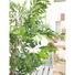 Kép 7/8 - EUROPALMS Ficus longifolia, artificial plant, 165cm