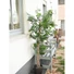 Kép 8/8 - EUROPALMS Ficus longifolia, artificial plant, 165cm
