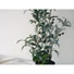 Kép 7/8 - EUROPALMS Olive tree, artificial plant, 68 cm