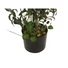 Kép 3/6 - EUROPALMS Olive tree, artificial plant, 104 cm