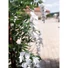 Kép 7/8 - EUROPALMS Wisteria, artificial plant, white, 180cm