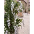 Kép 8/8 - EUROPALMS Wisteria, artificial plant, white, 180cm