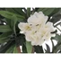 Kép 2/2 - EUROPALMS Oleander Tree, artificial plant, white, 120 cm