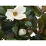 Kép 2/3 - EUROPALMS Magnolia tree, artificial plant, 150cm
