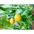 Kép 3/8 - EUROPALMS Lemon Tree, artificial plant, 180cm